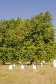 tkf001_379867