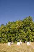 tkf001_379902