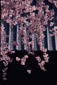 tkf001_755206