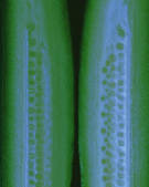 tkf001_781128