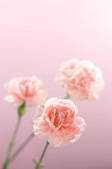 tkf001_797068