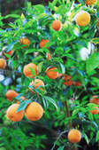 tkf003_325416