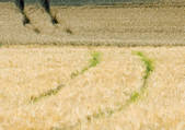 tkf003_429846