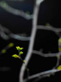 tkf003_561030